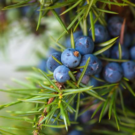 Mountain juniper - Alpenresort Schwarz