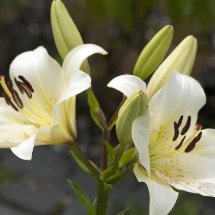Madonna lily - Alpenresort Schwarz
